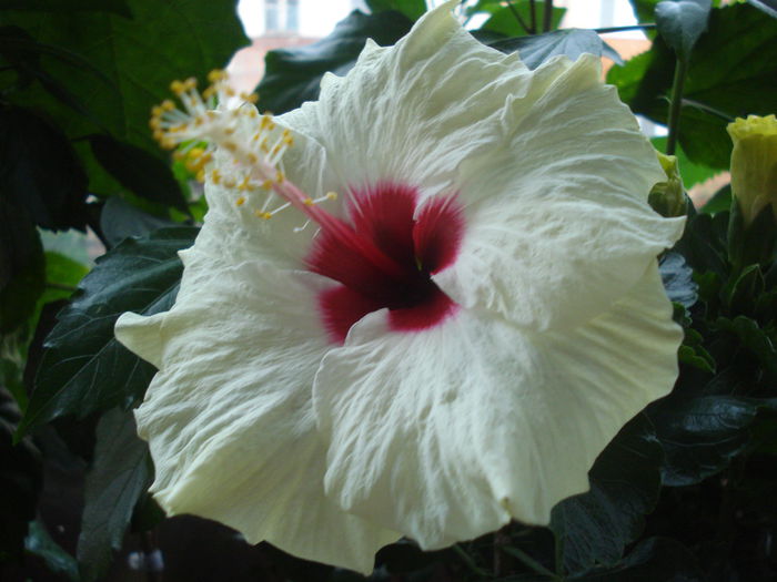 DSC03241 - Hibiscus Boreas White