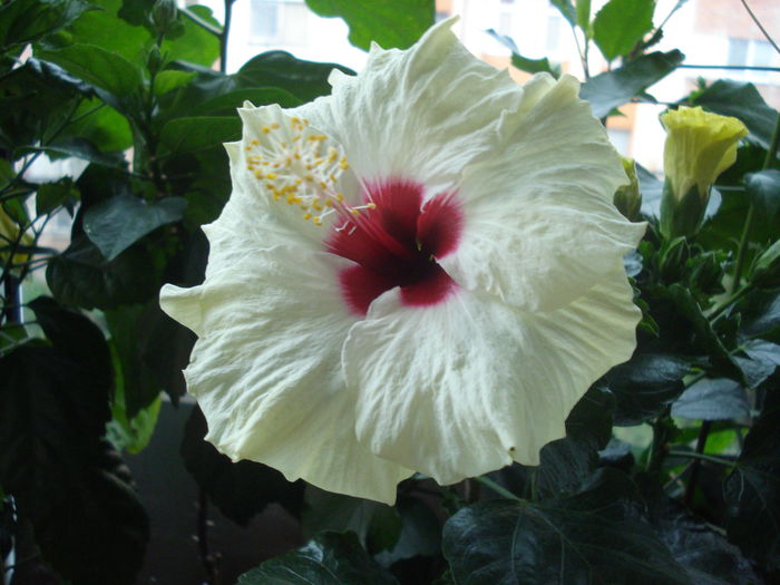 DSC03245 - Hibiscus Boreas White