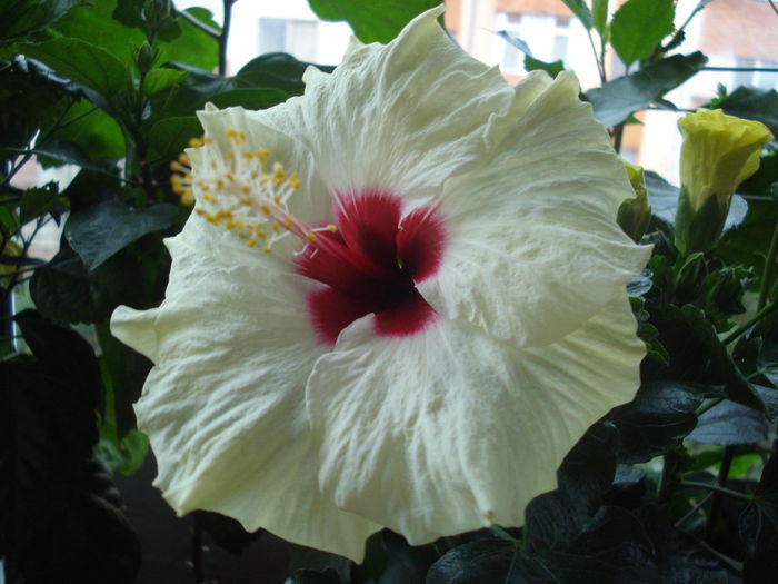 DSC03246 - Hibiscus Boreas White