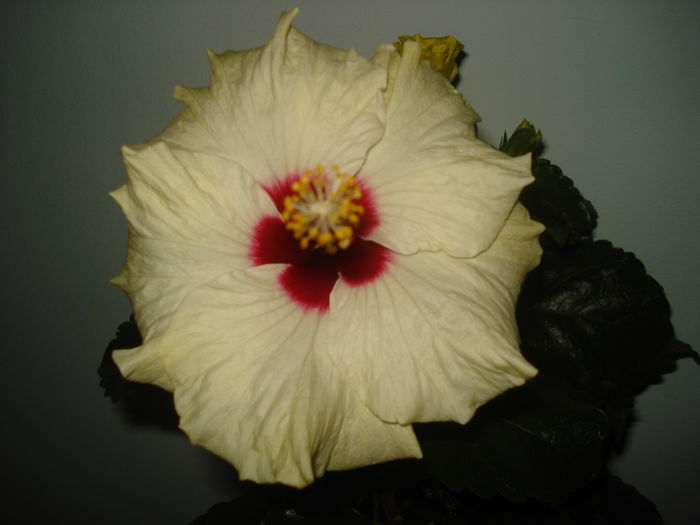 DSC03232 - Hibiscus Boreas White