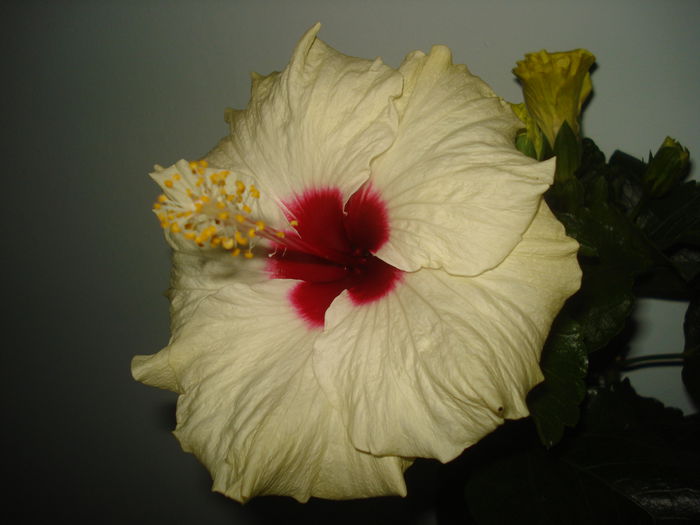 DSC03234 - Hibiscus Boreas White