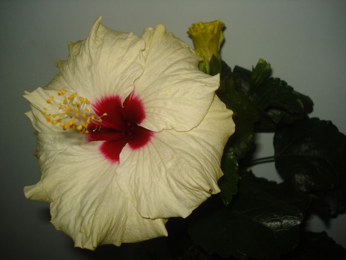 DSC03235 - Hibiscus Boreas White