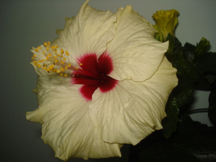 DSC03236 - Hibiscus Boreas White