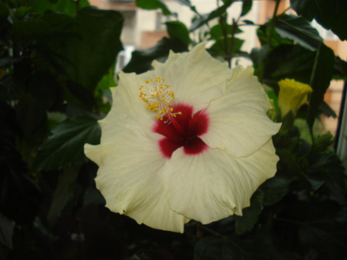 DSC03237 - Hibiscus Boreas White