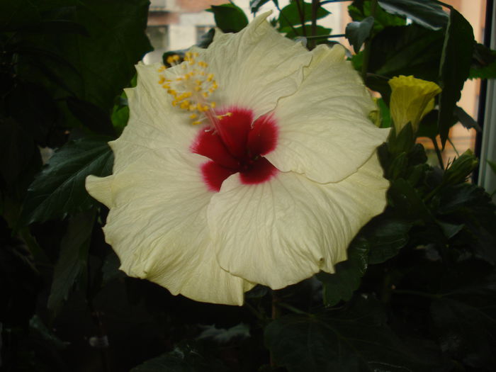 DSC03239 - Hibiscus Boreas White