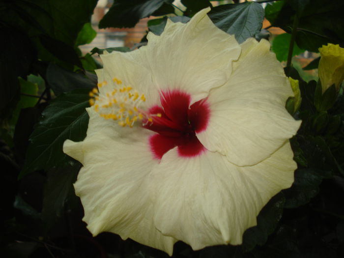 DSC03242 - Hibiscus Boreas White