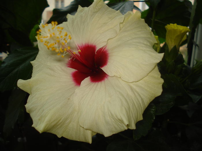 DSC03243 - Hibiscus Boreas White