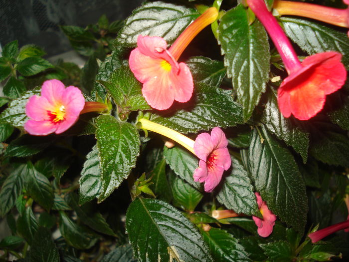 DSC03229 - FLORI 2015