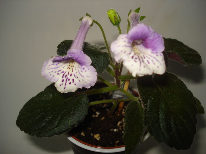 DSC03218 - FLORI 2015