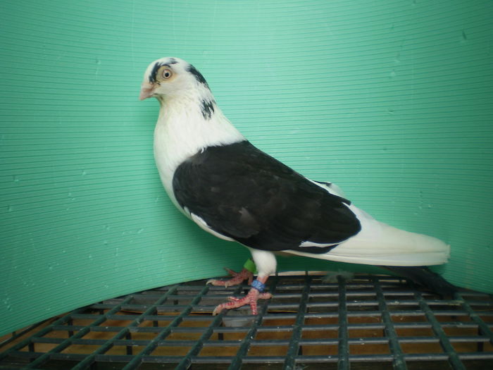 masc.AB 2012 - JUCATORI DE GALATI VANDUTI