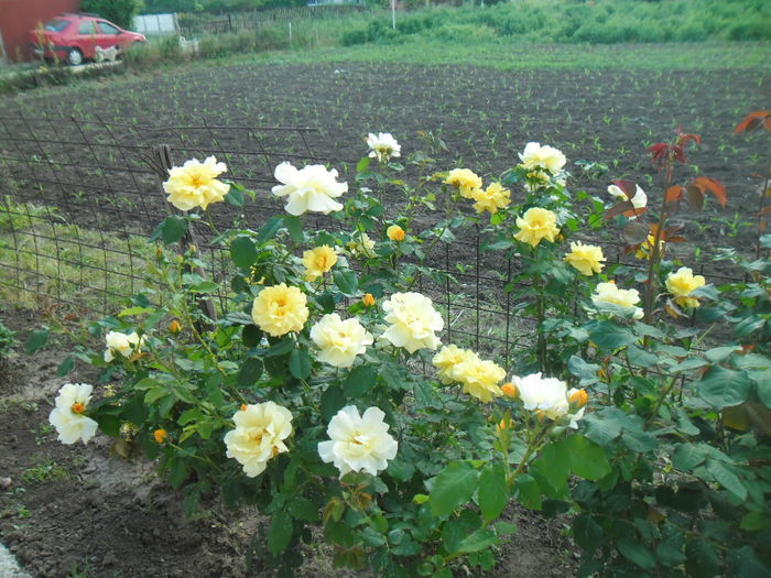 Orangina - Gradina si trandafirii 2014-2015