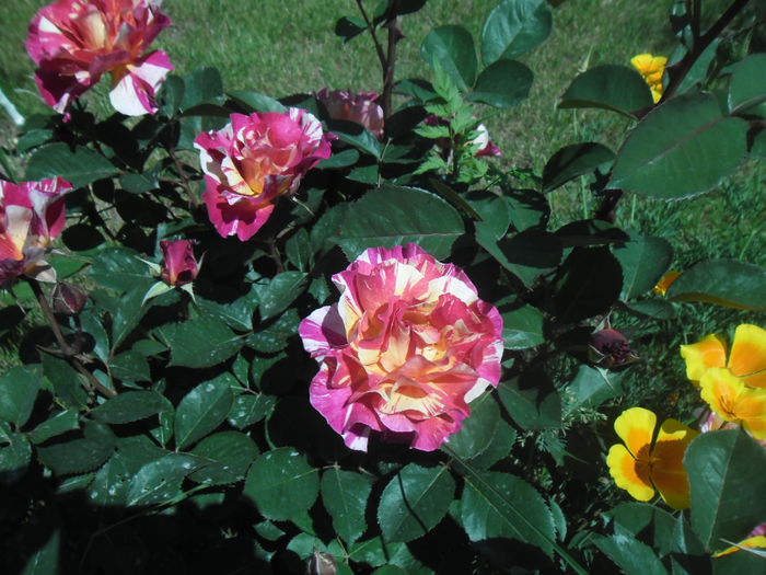 Maurice Utrillo - Gradina si trandafirii 2014-2015