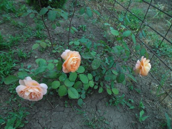 Lady Emma Hamilton
