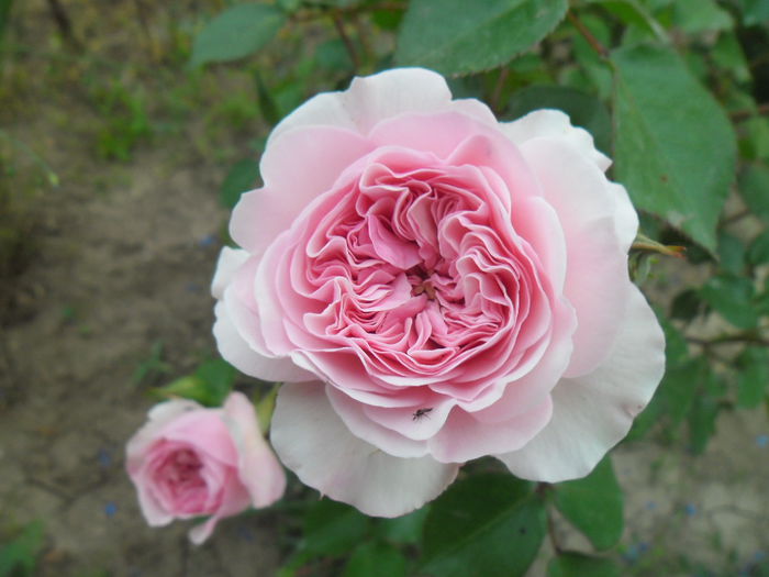 Octavia Hill