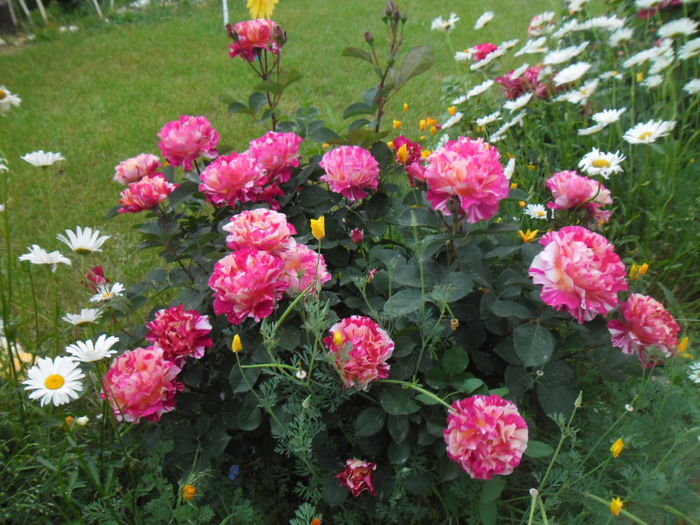 Maurice Utrillo - Gradina si trandafirii 2014-2015