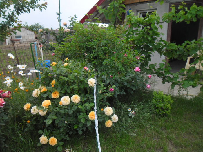  - Gradina si trandafirii 2014-2015