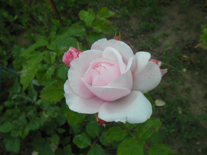 Nahema - Gradina si trandafirii 2014-2015
