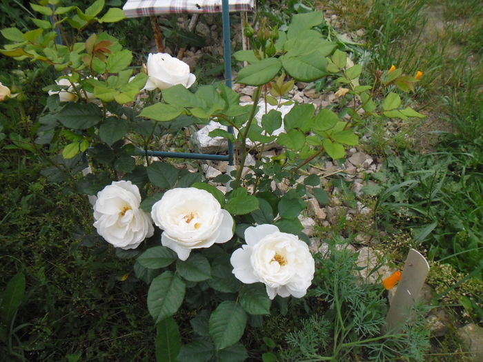 Uetersener Klosterrose - Gradina si trandafirii 2014-2015