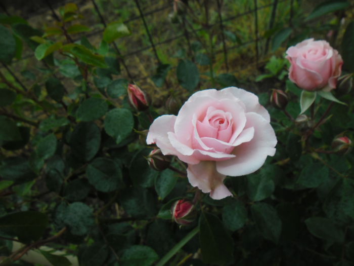 Octavia Hill