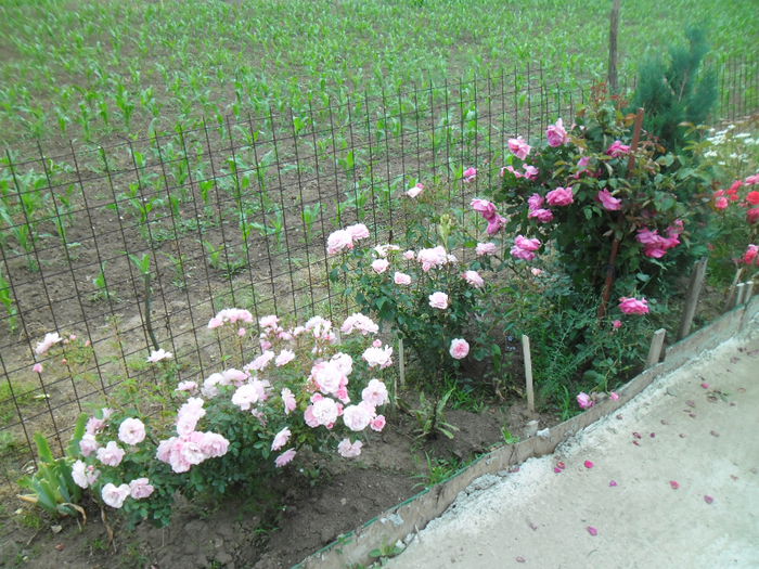 - Gradina si trandafirii 2014-2015