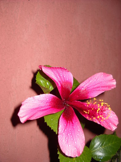 007 - HIBISCUS-2015