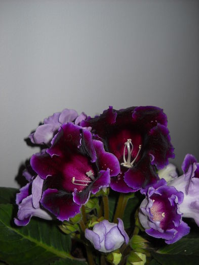 Violacea tigrat - 1GLOXINIA-2015
