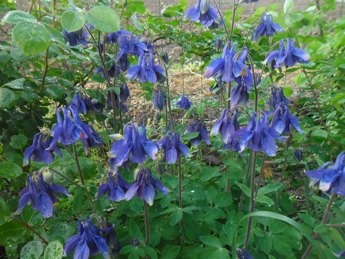  - Gradina si trandafirii 2014-2015
