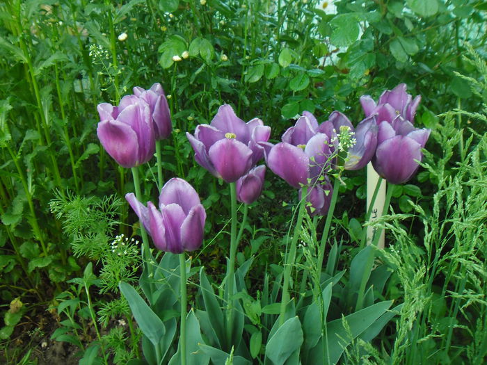  - Gradina si trandafirii 2014-2015
