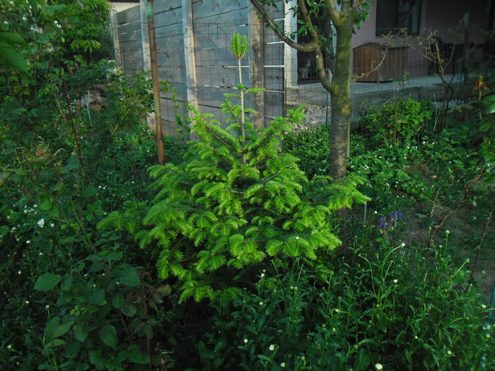  - Gradina si trandafirii 2014-2015