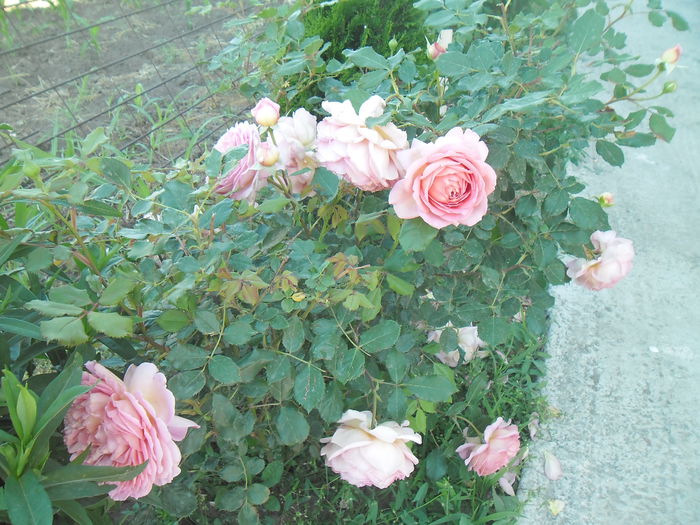 Jubilee Celebration - Gradina si trandafirii 2014-2015