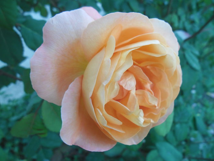 Lady Emma Hamilton - Gradina si trandafirii 2014-2015