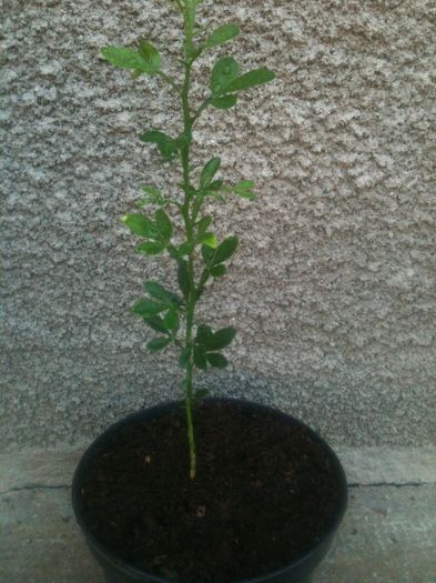 Poncirus trifoliata - Poncirus trifoliata -lamai rezistent la inghet