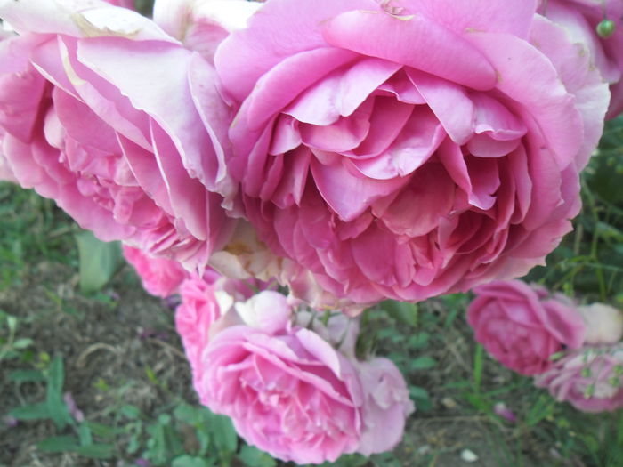 Coral Dawn