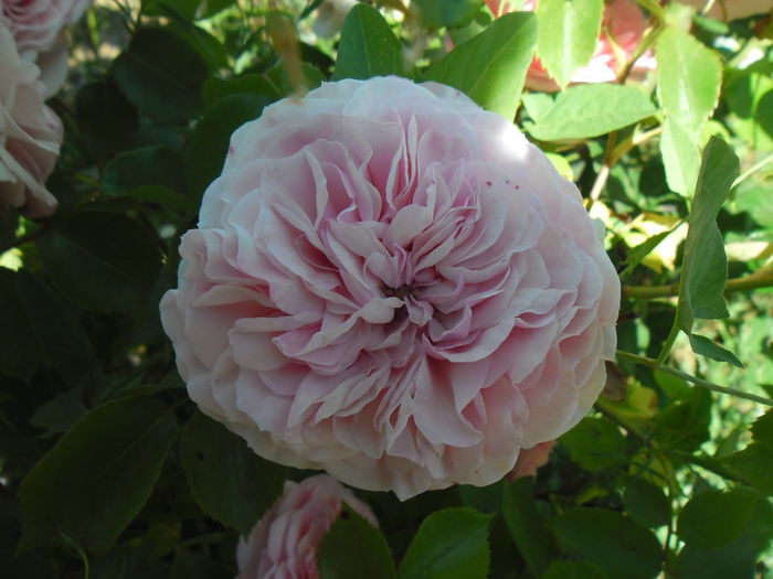Maria Theresia