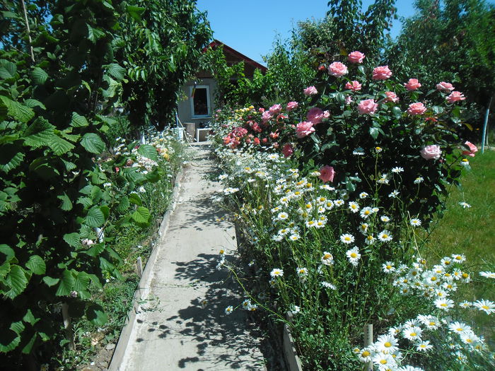  - Gradina si trandafirii 2014-2015