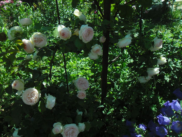 Eden Rose - Gradina si trandafirii 2014-2015