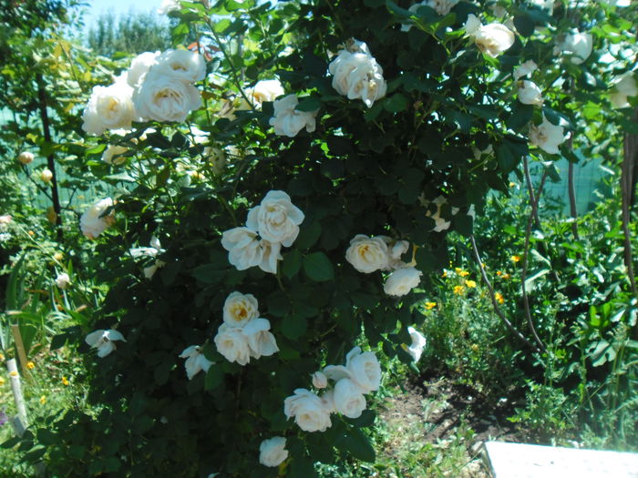 Uetersener Klosterrose