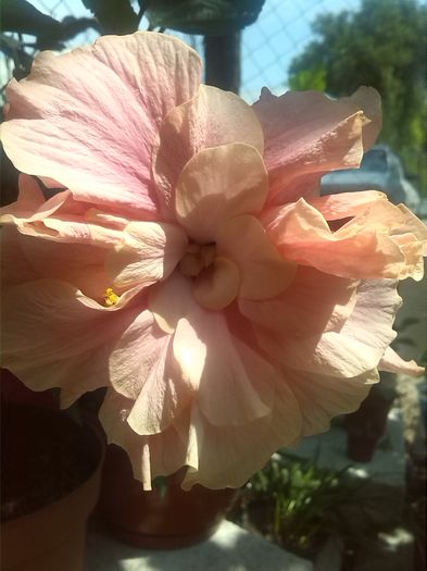 IMG_20150805_122609 - hibiscus classic pink