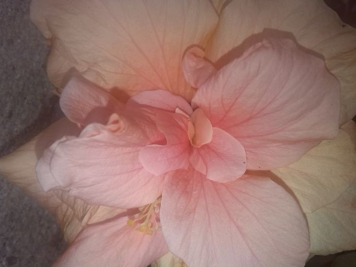 IMG_20150801_121714 - hibiscus classic pink