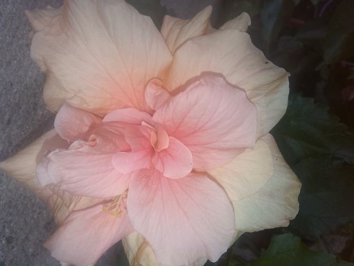 IMG_20150801_121722 - hibiscus classic pink