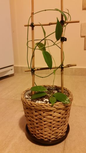 20150822_215526; Hoya Buotii &amp; Hoya Blashernaezii
