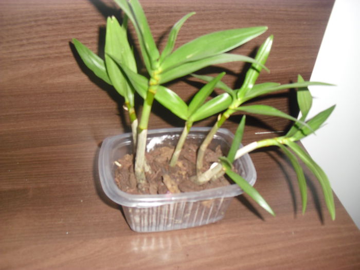 Orhideea de la DinuG - Dendrobium kingianum