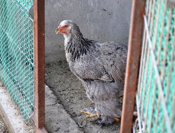 hi - p__tineret brahma 2015
