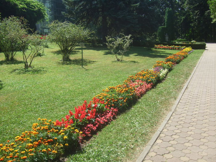 23.08.2015 037 - Gradina Botanica Cluj Napoca