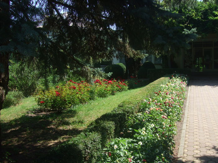 23.08.2015 038 - Gradina Botanica Cluj Napoca