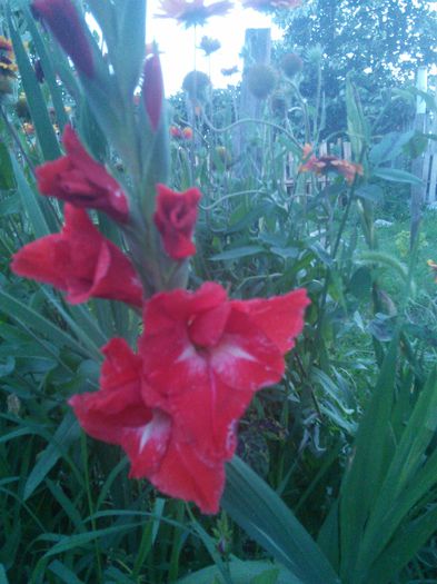 Picture 027 - gladiole 2015