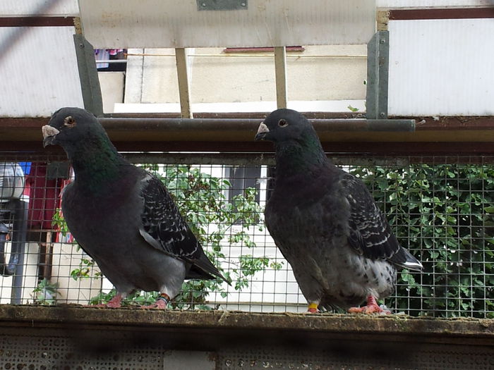 M2010 + F2010 (vanduti)