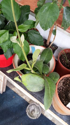 hoya calycina