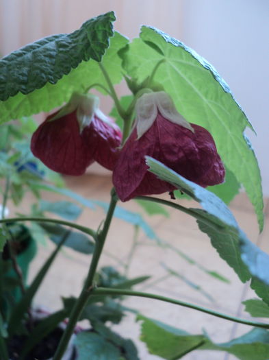 DSC08883 - Abutilon