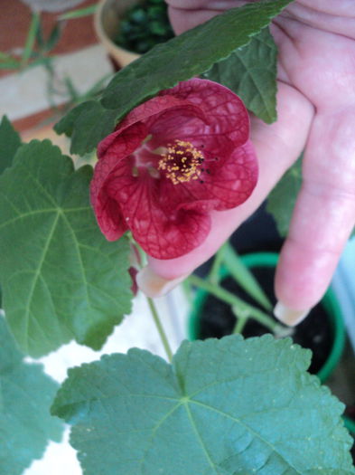 DSC08884 - Abutilon